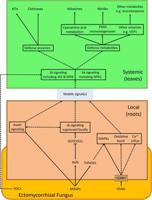 Local Responses and Systemic Induced Resistance Mediated by Ectomycorrhizal Fungi